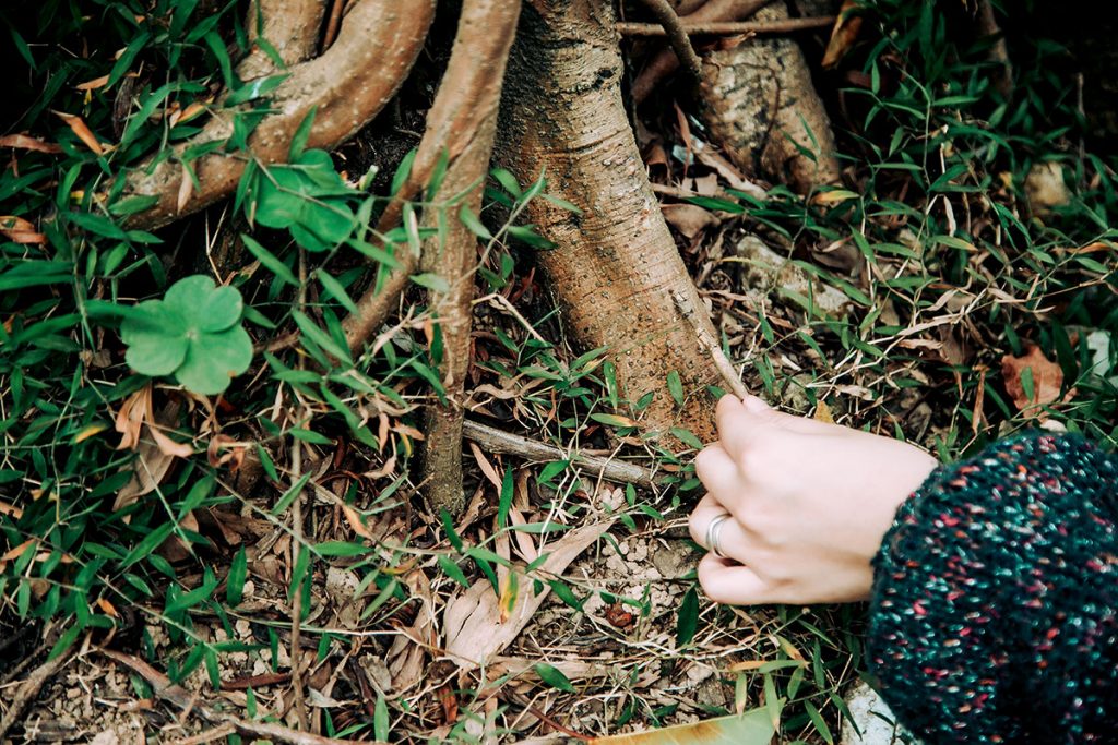 * 这裡有一個蟻窩 *