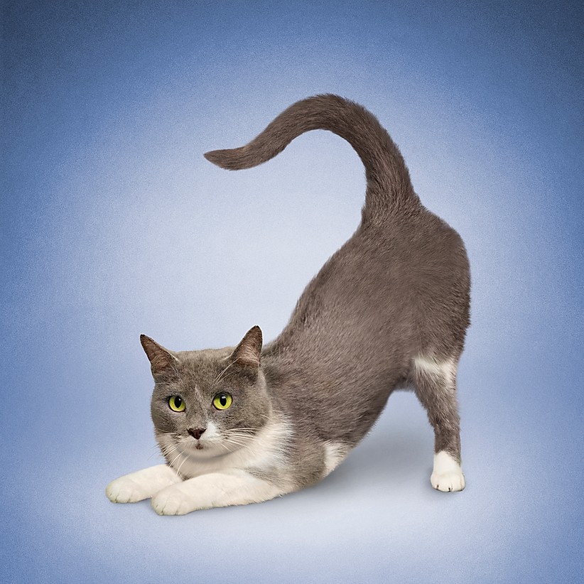 学猫伸懒腰,一日三回猫式瑜伽