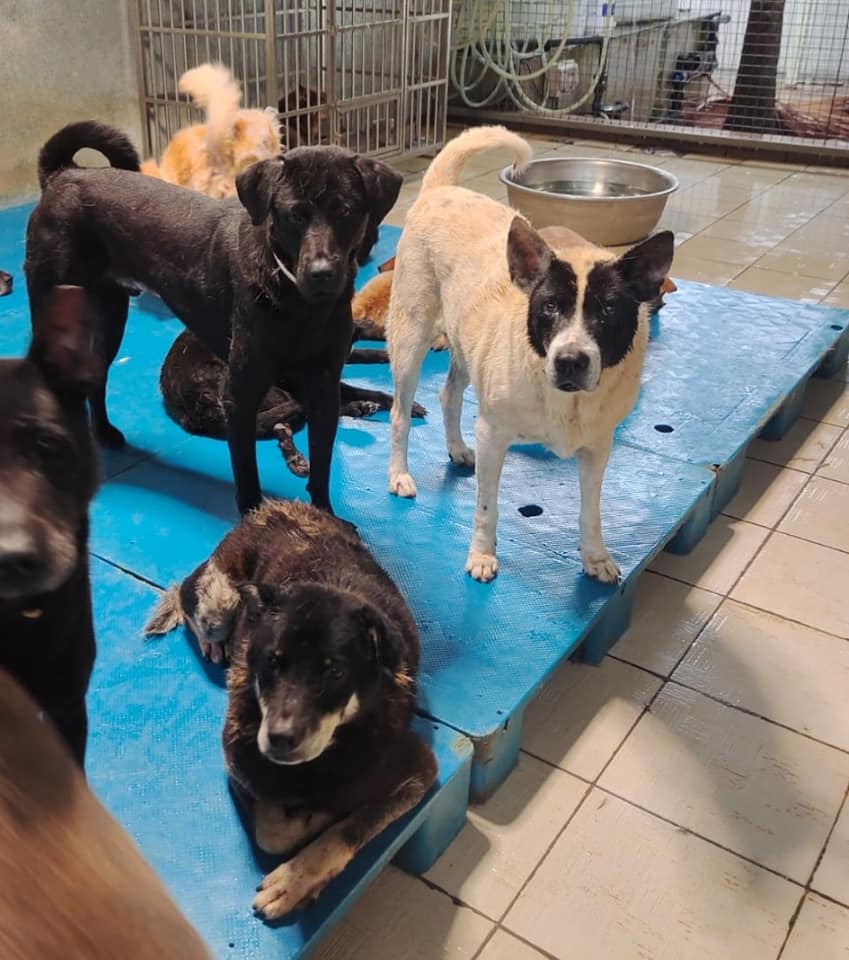 香港流浪狗之家