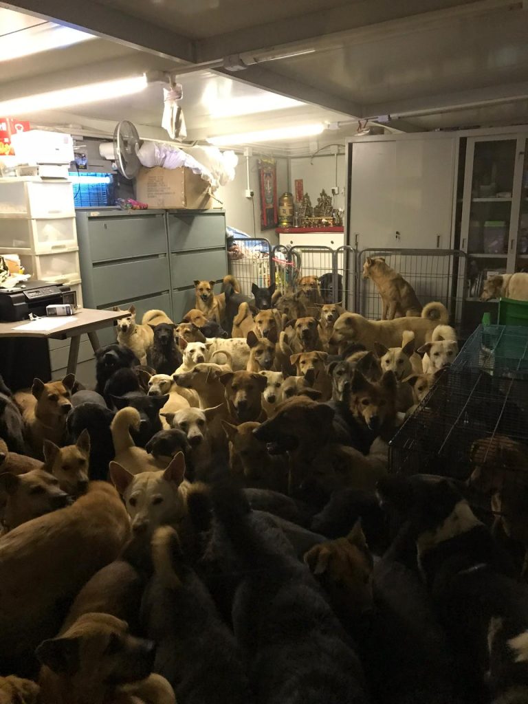 香港流浪狗之家